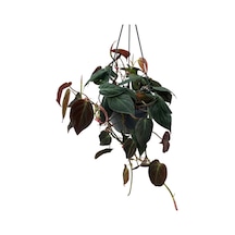 Philodendron Micans