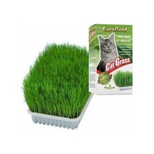 Cat Grass Kedi Çimi