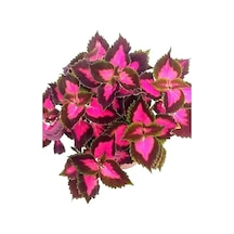 Yaprak Güzeli, Kolyos Çiçeği Fidanı Kolyoz 10-20 Cm