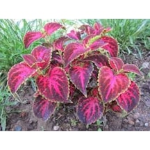 20 Adet Tohum Nadir Organik Kalyos Çiçeği Tohumu Hediye Tohumludur