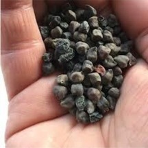 50 Adet Tohum Nadir Bulunan Kara Nohut Tohumu Organik Bahçe Siyah Nohut Tohumu Hediyeli