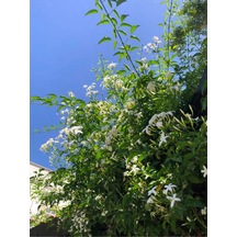 Jasminum Polyanthum Jasmine Kokulu Çim Yasemini Beyaz 1 Adet Saksılı 30-60cm