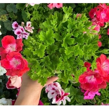 Ceylan Gözü Sardunya Fidanı Alaca Beyaz 10-20 Cm