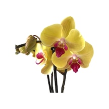 Phalaenopsis 'Miraflore (Sarı Orkide) 12 CM 70-80 CM