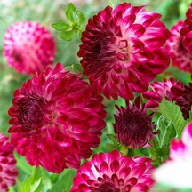 Cherry Red Ponpon Aster Çiçeği Tohumu 50 Tohum
