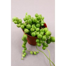 Senecio Rowleyanus - Tesbih Çiçeği