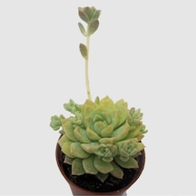 Echeveria Profilicea Sukulent Bitki