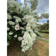Videolu Beyaz Begonvil Sarmaşığı Çiçeği Fidanı 30-50 Cm Saksılı Çiçekli Bodur White Bougainvillea