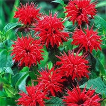 5 Adet Tohum Nadir Bulunan Kırmızı Bergamot Çiçeği Tohumu Saksı