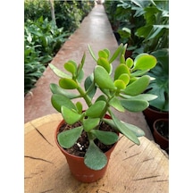 Crassula Ovata Para Çiçeği Para Çiçeği Yerli Üretim 10-20 Cm