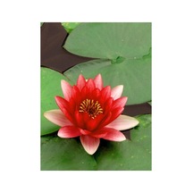 3 Adet Tohum Organik Kırmızı Lotus Su Çiçeği Tohumu Kaliteli Taze Hasat Tohum Hediye Tohumlu