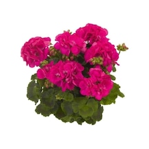 Koyu Pembe Sardunya Fidesi 10-20 Cm
