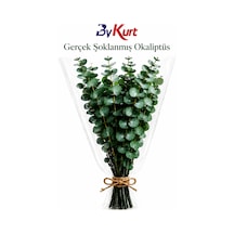 Çok Renkli