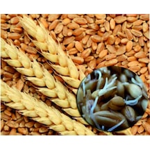 Çimlendirmelik Tozsuz Organik Buğday 1kg