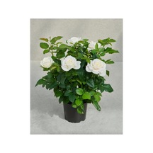 Beyaz Gül Fidanı 10-20 Cm