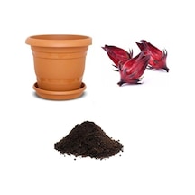 Ithal Hibiscus Tohumu Ekim Seti