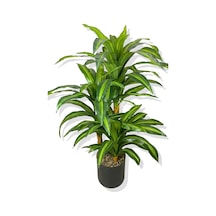 Cihan Çiçekçilik Dracaena Fragrans 3 Gövde Yapay Ağaç 160 Cm Siyah 30x30 Galvaniz Saksı Beyaz- Yeşil