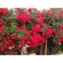 Tüplü Kokulu Kırmızı Cherry Belle Sarmaşık Gül Fidanı 120-160 Cm