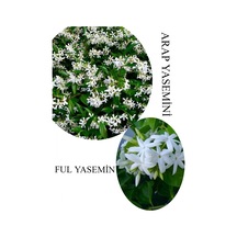 Arap Yasemini Çiçeği 1adet Saksılı 30-50cm+ful Yasemin 30-60cm Kokulu Bahçe Seti