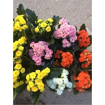 Kalanşo Çiçeği Fidanı 10-20 Cm