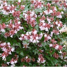 Saksıda Güzellik Çalısı Beyaz Çiçekli Abelya abelia