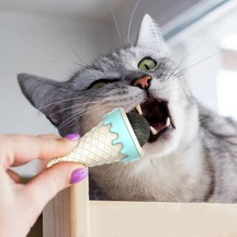 Zvnm Dondurma Şeklinde Kedi Nanesi Kedi Otu Zcv12