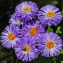 Clear Blue Erigeron Çiçeği Tohumu 50 Tohum N114737