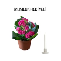 Koyu Pembe Kalanşo Kalanchoe Çiçeği Mumluk Hediyeli Sevgililer Günü Hediyesi