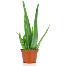 Deve Tabanı 40-55cm -sarı Kılıç 15-30cm -aleovera 15-25cm -tül Kuşkonmaz 15-25cm
