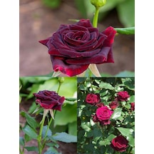 Videolu Yediveren Kokulu Bordo Renk 40 70 Cm 2 Adet Saksılı Aşılı Gül Maroon Rose