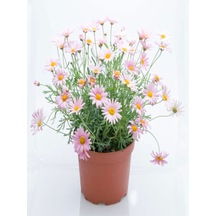 Videolu Çeşme Papatyası Fidanı 30 50 Cm 1 Adet Saksılı Çiçekli Bodur Bitki Argyranthemum