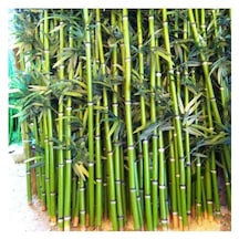 7 Adet Bambu Fidanı 25 Cm Topraklı Gönerim,,