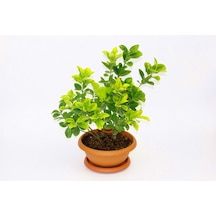 Bonsai Euonymus Microphyllus Aurea 5 Adet