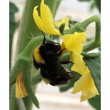 Avrasya Arıcılık Bombus Arısı