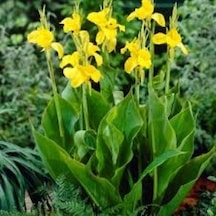 Kanı Canna Indica Yellow King Humbert Kanna Canna Zambağı Fidanı