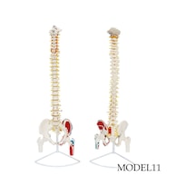 Femur Eklemli Omurga İskeleti 85 cm Model 11