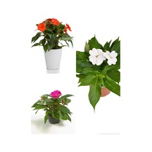 Videolu Özel Seri Cam Güzeli 20 30 Cm 3 Adet Saksılı Çiçekli Bodur Bitki Zantedeschia