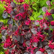 Loropetalum - Pembe Rüya Çiçeği 70-100 Cm Boyunda
