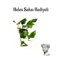 Pothos Salon Sarmaşığı Kadınlar Gününe Özel Helen Saksı Hediyeli Ofis Bitkisi