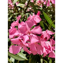 Videolu Bol Çiçekli 1 Adet Pembe Zakkum Çiçeği Fidanı Saksılı 40-60cm Pink Oleander Flower