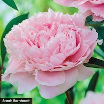 Peonies Festiva Maxima Pink Şakayık Çiçeği Yumrusu 1 Adet
