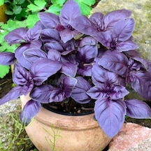 Saksılık Aromartik Dark Purple Geniş Yapraklı Fesleğen Fidesi 5 Adet