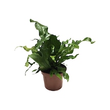 Microsorum Musifolium 'Crocodile Fern' Ø12 CM Y30-35 CM