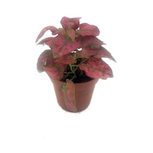 Fittonia Çiçeği Fidanı Pembe Yeşil 10-20 Cm