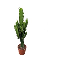 Euphorbia Ingens Kaktüs Ø19 Cm Y70-80 Cm
