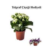 Hediyelik Beyaz Renk Kalanşo Kalanchoe Çiçeği Sevgililer Gününe Özel Kurdele Çiçeği Hediyeli