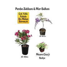 Pembe Zakkum Fidanı+mor Salkım Ağacı Fidanı Mezem Çiçeği Bahçe Peyzaj Seti
