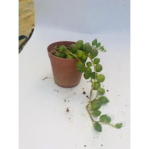 Tesbih Bonbuk Çiçeği 5,5cm Saksıda 2 Adet