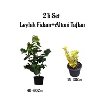 Mor Renk Mis Kokulu Leylak Ağacı Fidanı+altuni Taflan Saksılı Bahçe Bitkileri