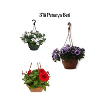 Harika Renleriyle Beyaz+mor+kırmızı Renk Petunya Çiçeği 15-30cm 3'lü Bahçe Peyzaj Seti